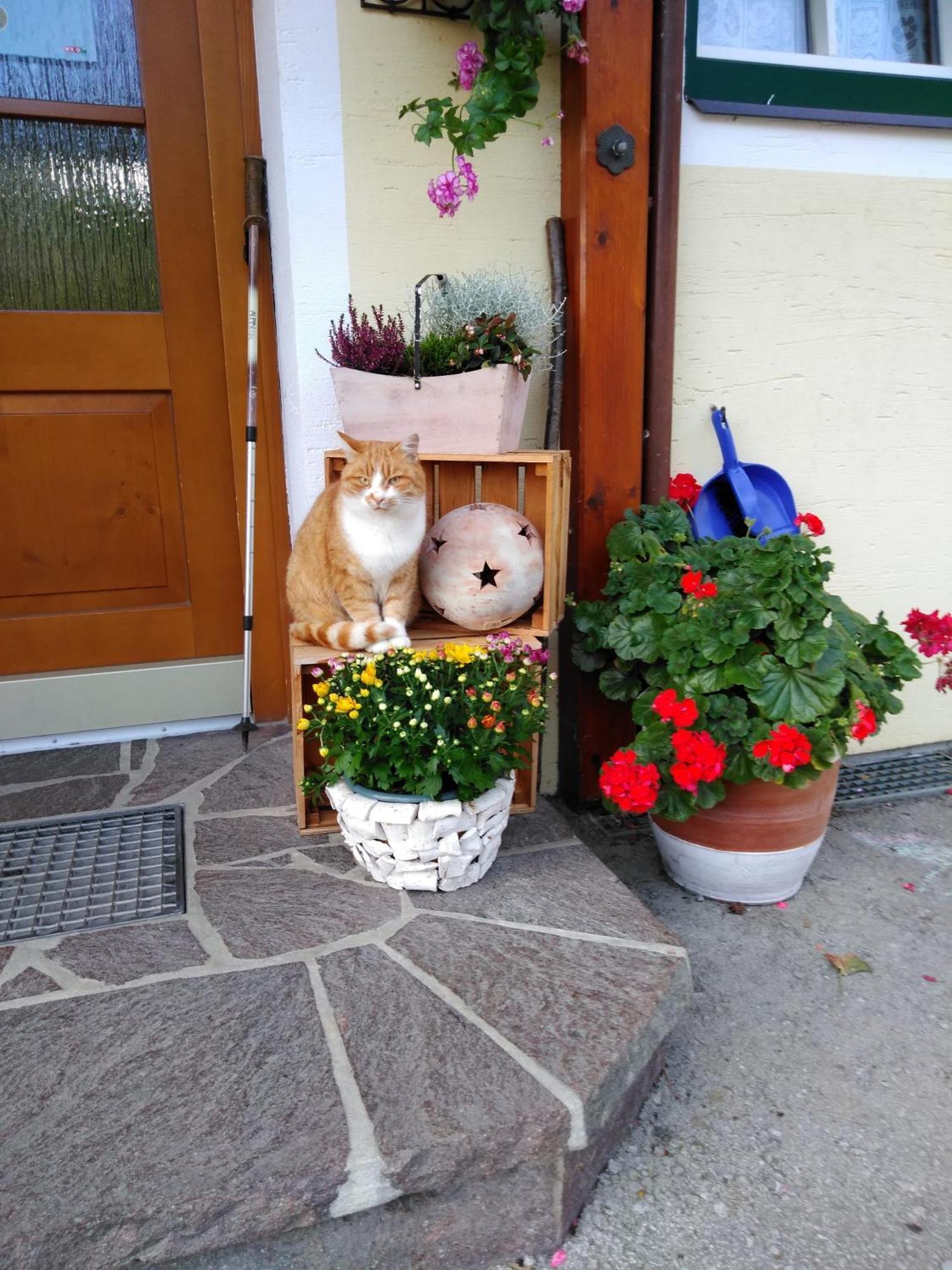 Linarhof Apartment Urlaub Am Bio Bauernhof Хаус им Енщал Екстериор снимка